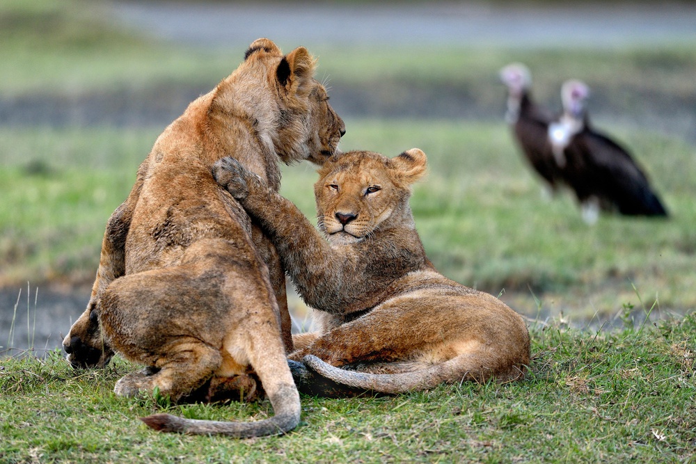 Youngs Lions - Serengeti Tanzania von Giuseppe DAmico
