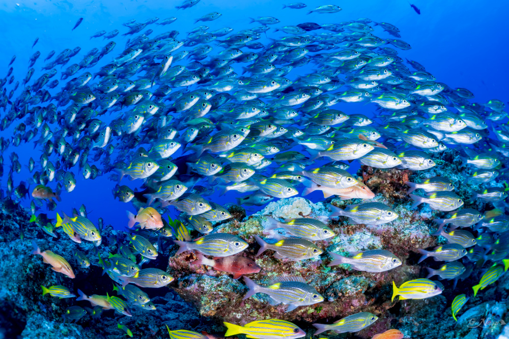 Fish Country von Go Nagai