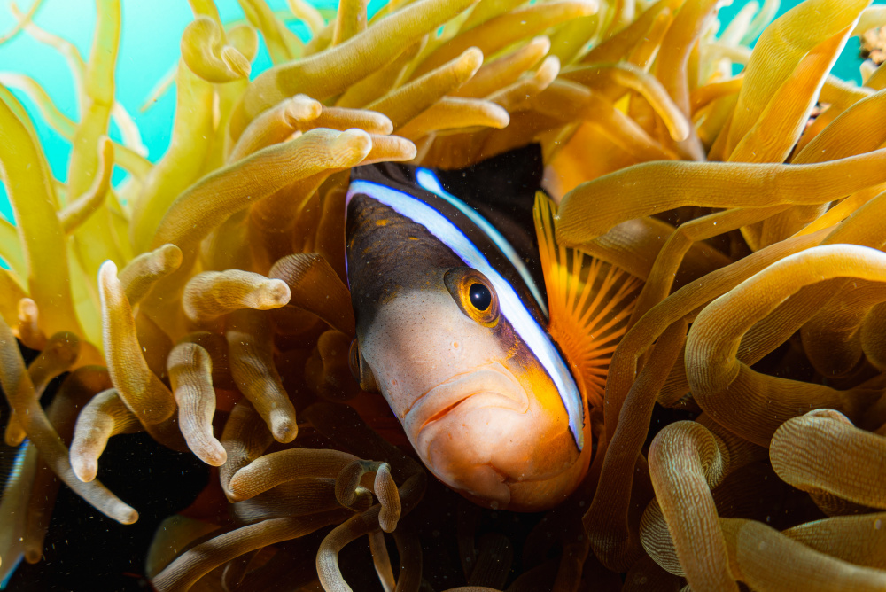 sharp look von Go Nagai