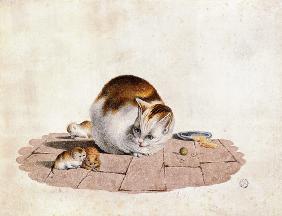 Katzenmutter mit drei Jungen an einem Futterteller