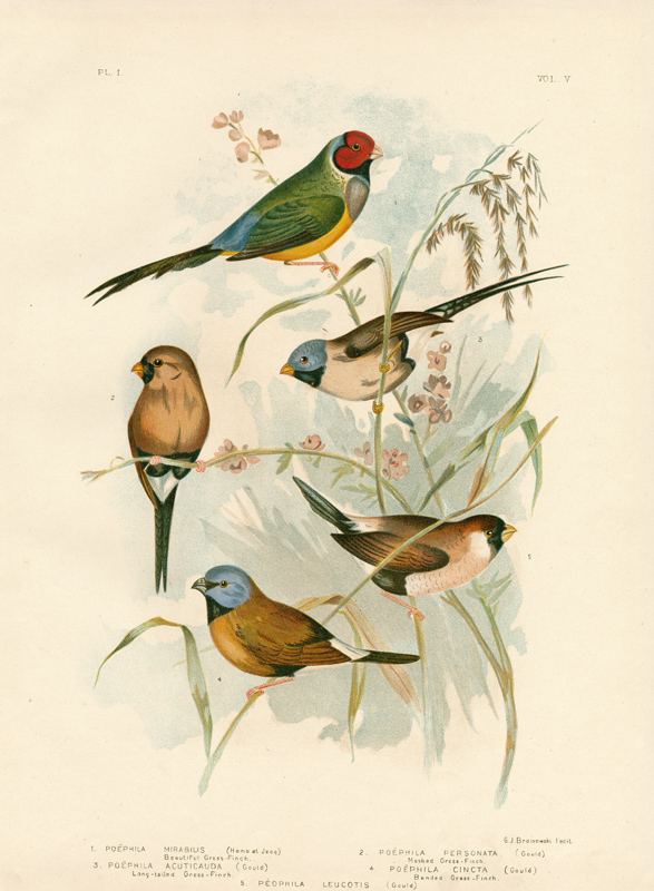 Beautiful Grass-Finch von Gracius Broinowski