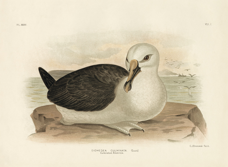 Culminated Albatross von Gracius Broinowski