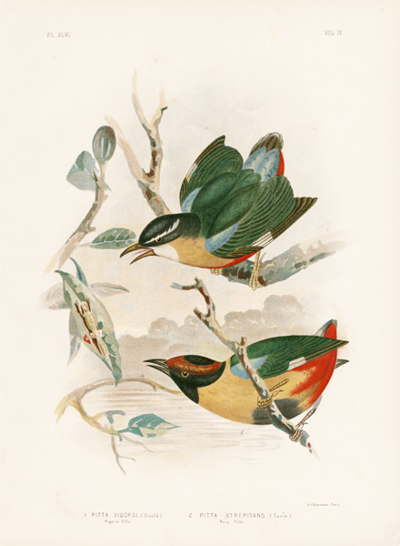 Vigor'S Pitta Or Elegant Pitta von Gracius Broinowski