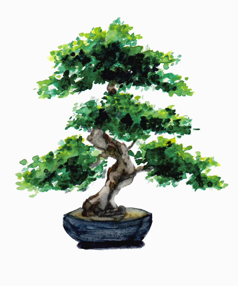 Japanese Watercolor Bonsai Tree von Sebastian  Grafmann