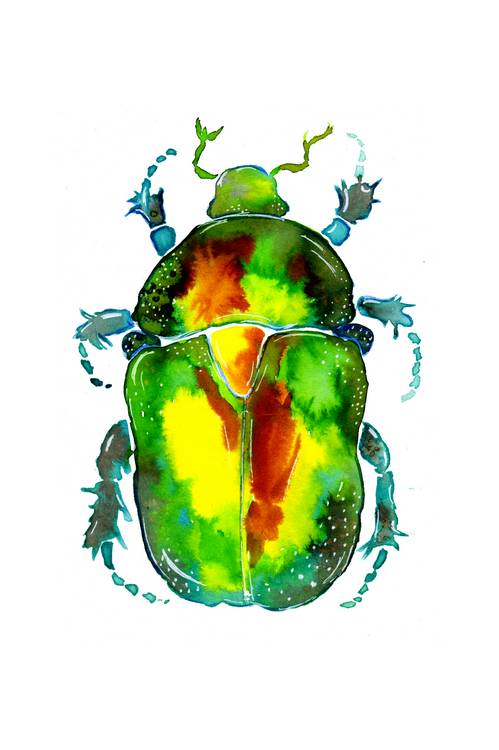 Goldener Rosenkäfer von Sebastian  Grafmann