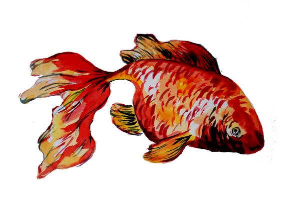Roter Goldfisch von Sebastian  Grafmann