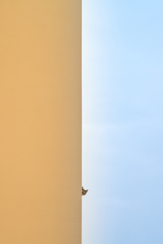 curiosity killed the cat von Graziano Racchelli