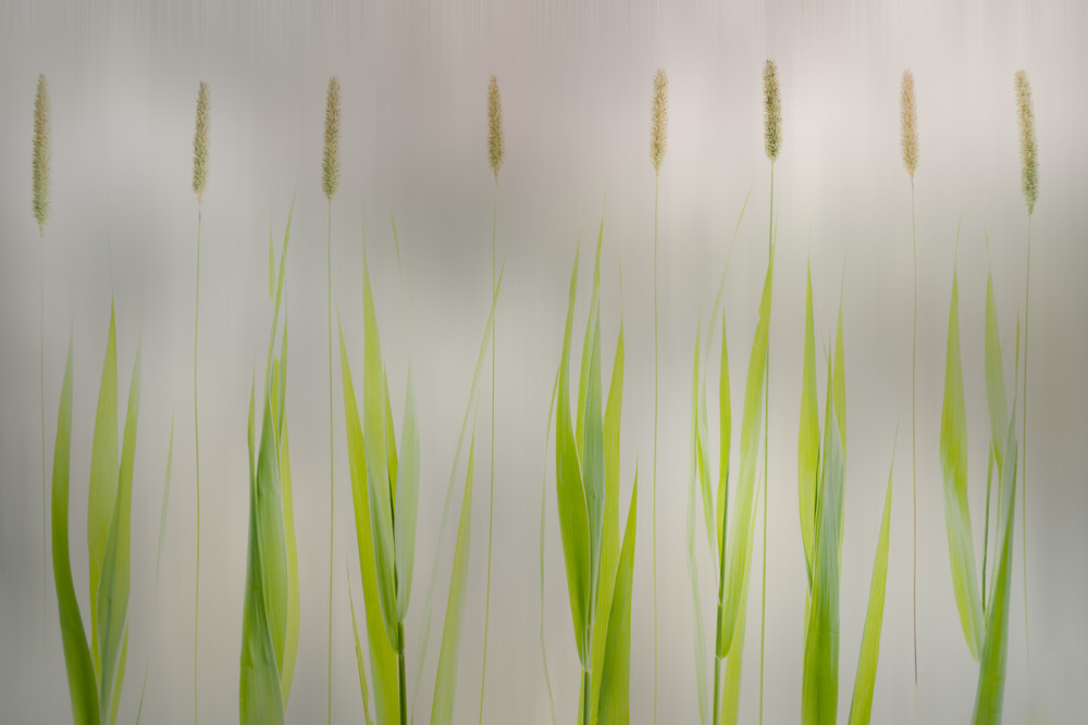 Harmony von Greetje Van Son