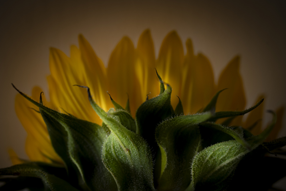 Focus on the other side von Greetje Van Son