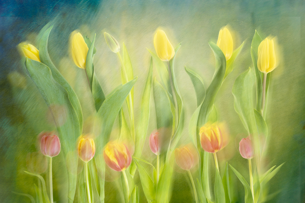 Dancing tulips von Greetje Van Son