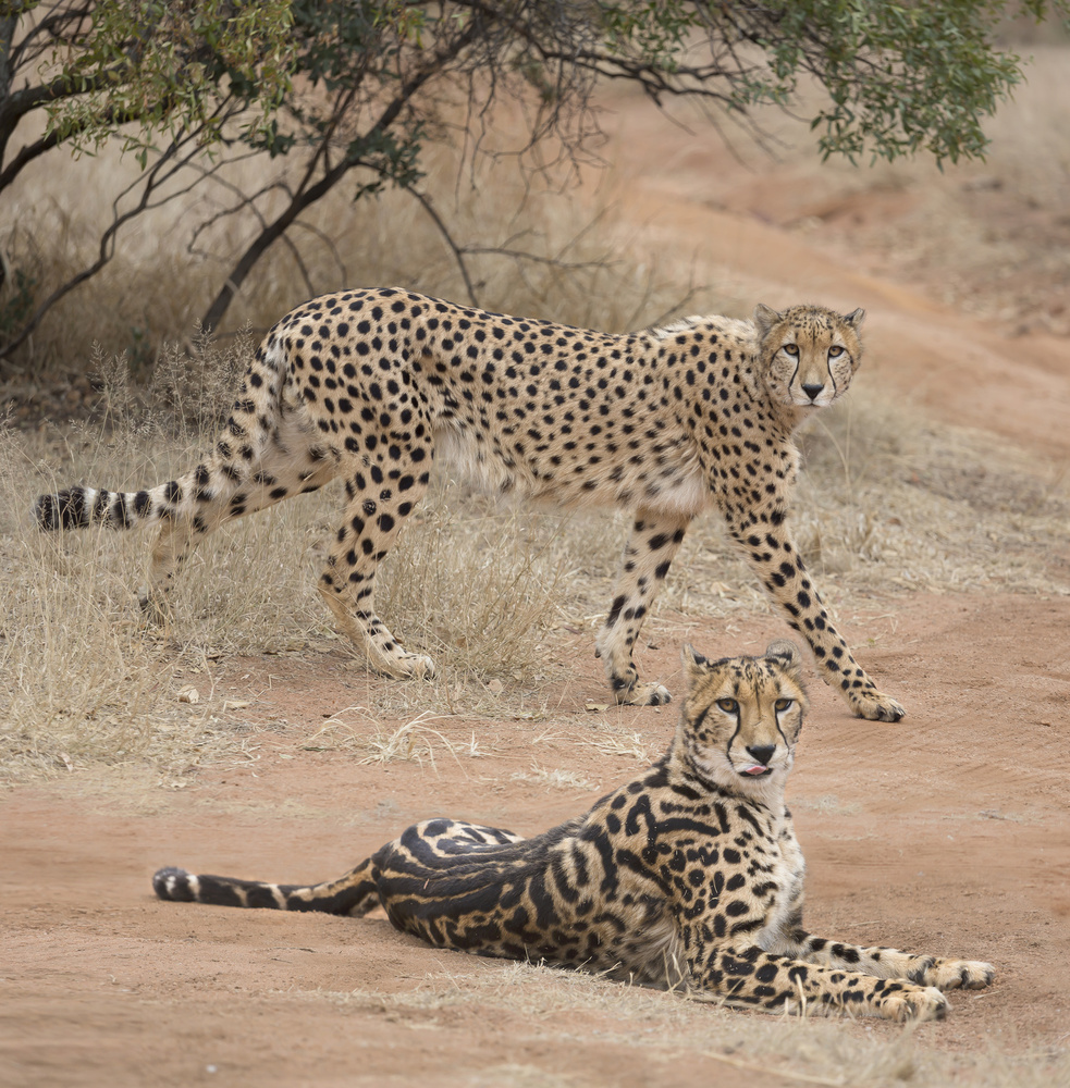 Spots and stripes von Greg Barsh