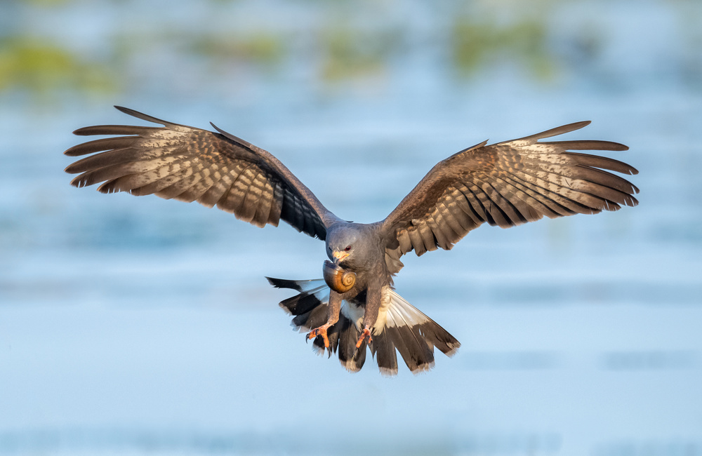 Focus von Greg Barsh