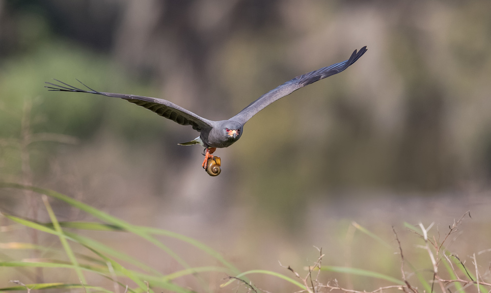 Endangered Species von Greg Barsh