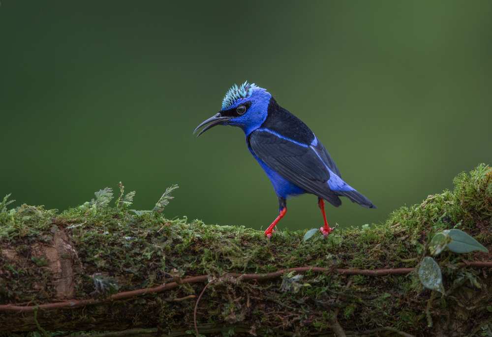 Little but fierce von Greg Barsh