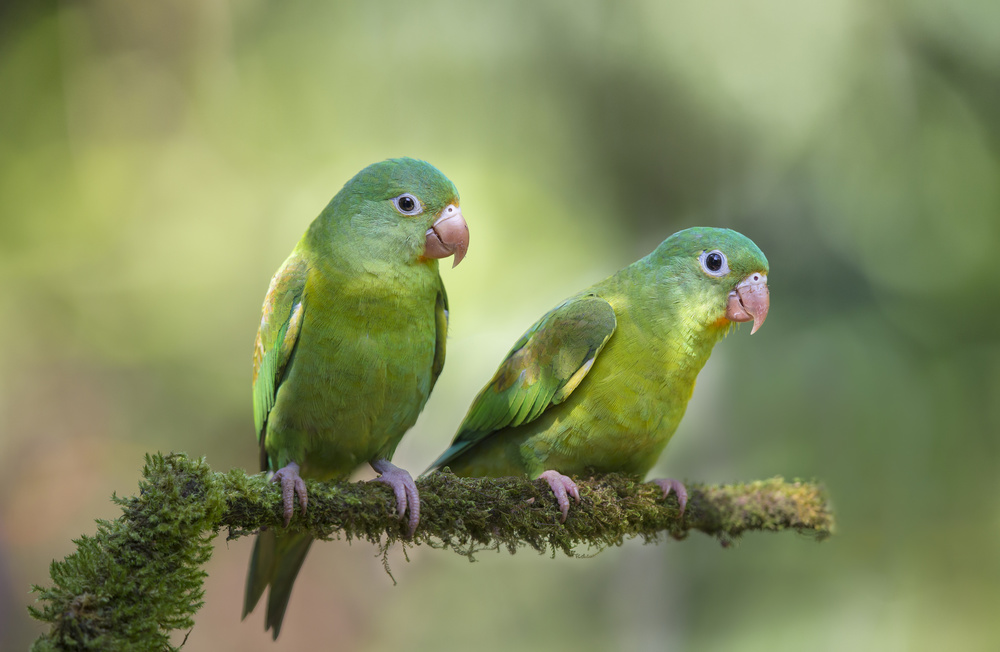 Pair o Parakeets von Greg Barsh