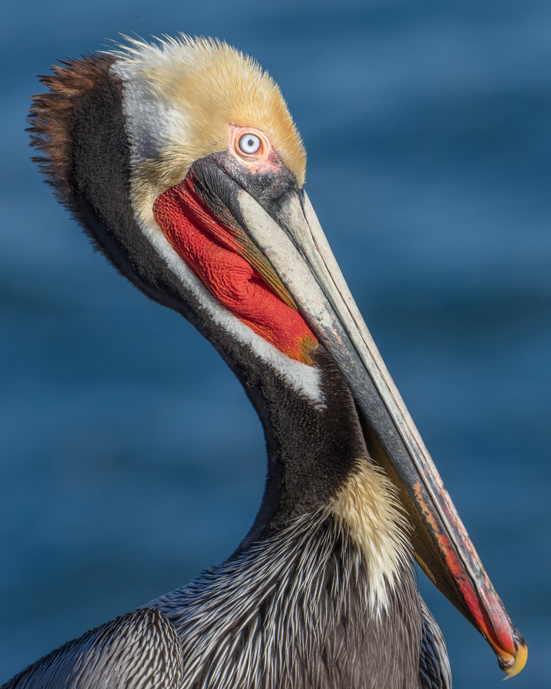 Peli portrait von Greg Barsh