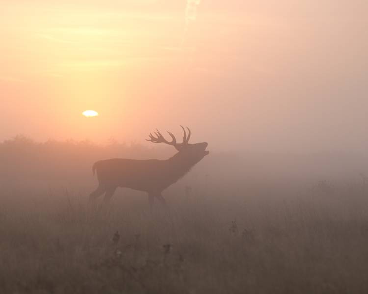 Misty Morning Stag von Greg Morgan