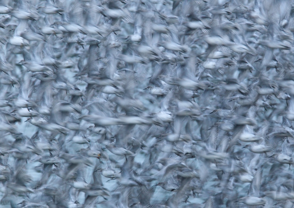 Rhapsody in blue von Greg Morgan