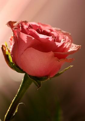 Rose 1 von Grzegorz Agnieszka Sowik