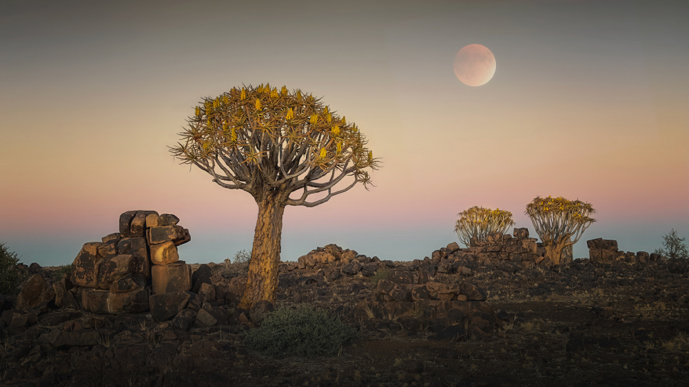 Quiver trees von Gu and Hongchao