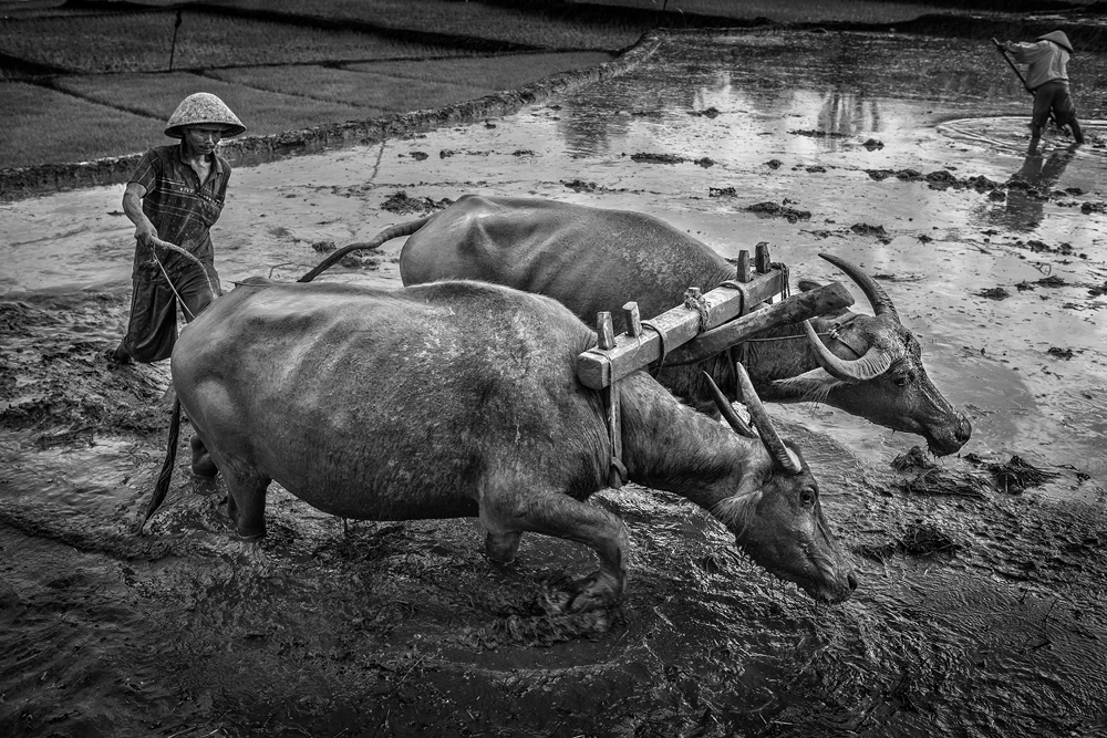 Plowing The Field von Gunarto Song