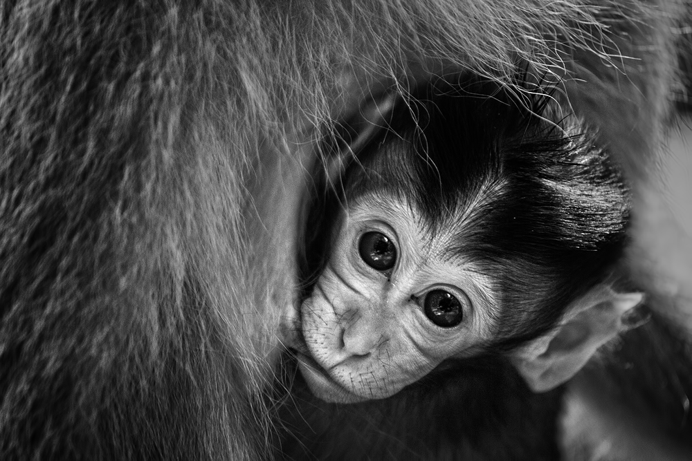 A Mothers Love von Gunarto Song