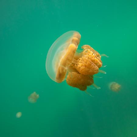 Jellyfish