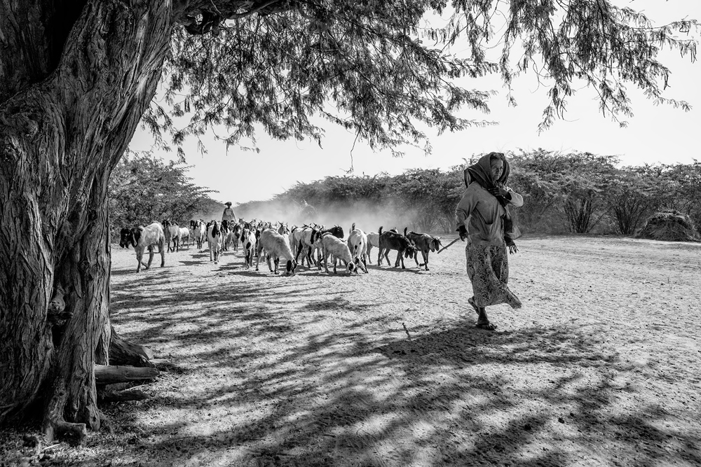 Sheppard von Gunarto Song