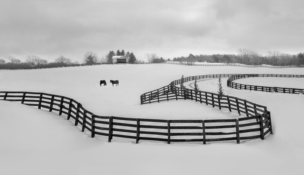 Winter Snake von GuoJi