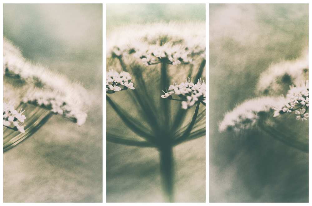 Memories von Gustav Davidsson