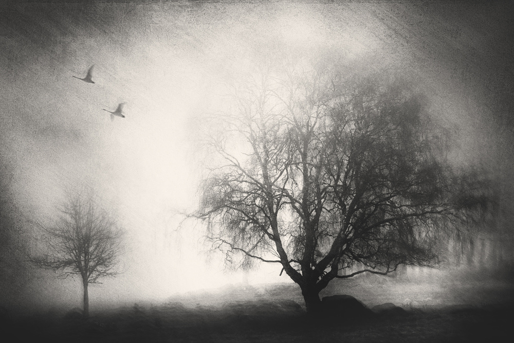 Morning Mood von Gustav Davidsson