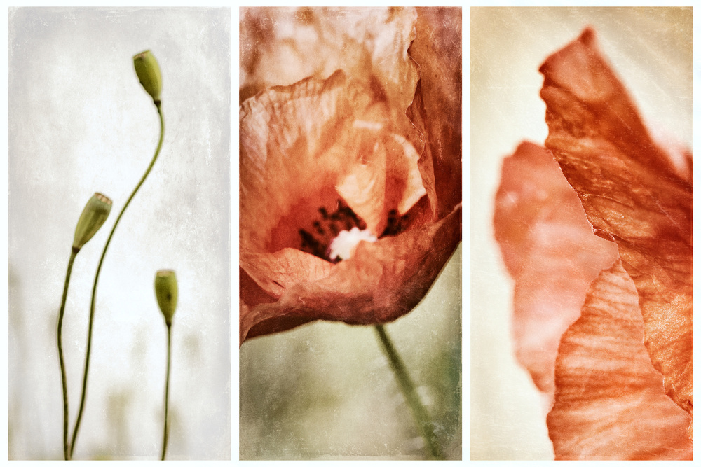 untitledl von Gustav Davidsson