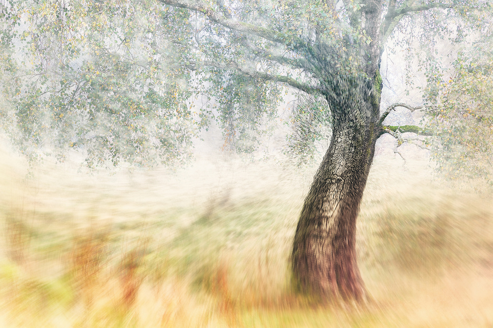 Twisted Dream von Gustav Davidsson