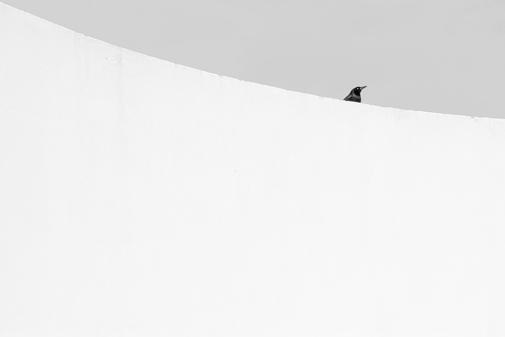 Peeking out von Gustavo Marquez