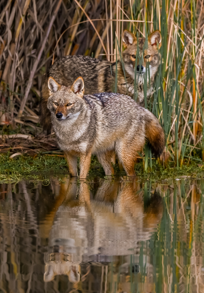 Standby von Guy Wilson