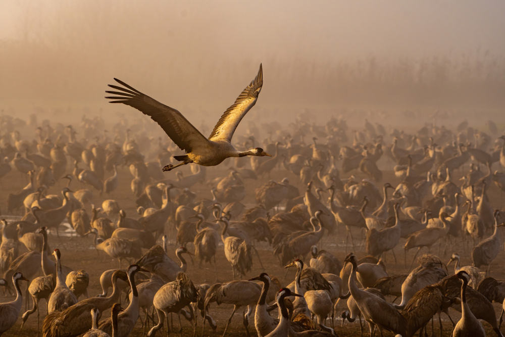 Above The Crowd von Guy Wilson