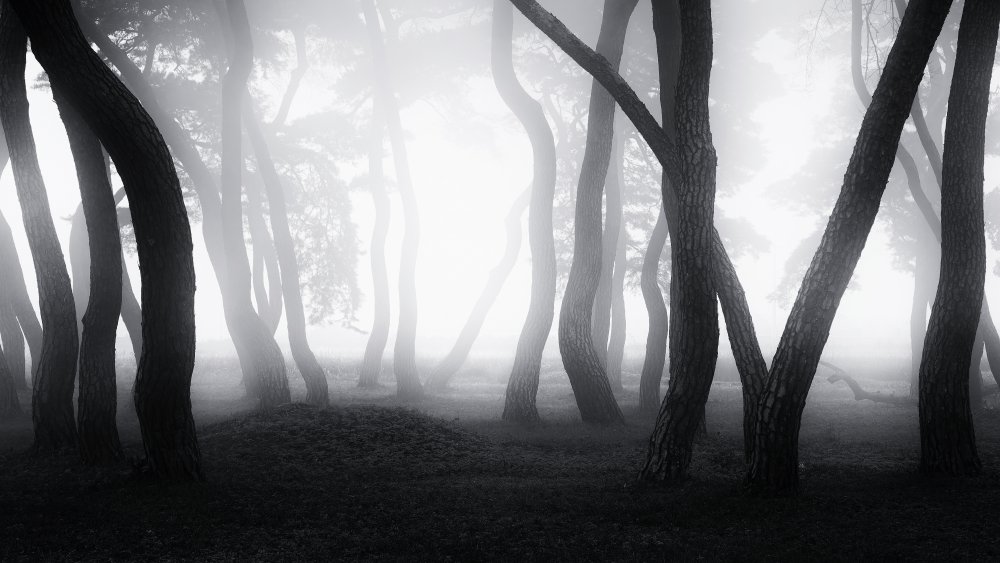 into the Mist von Gwangseop Eom