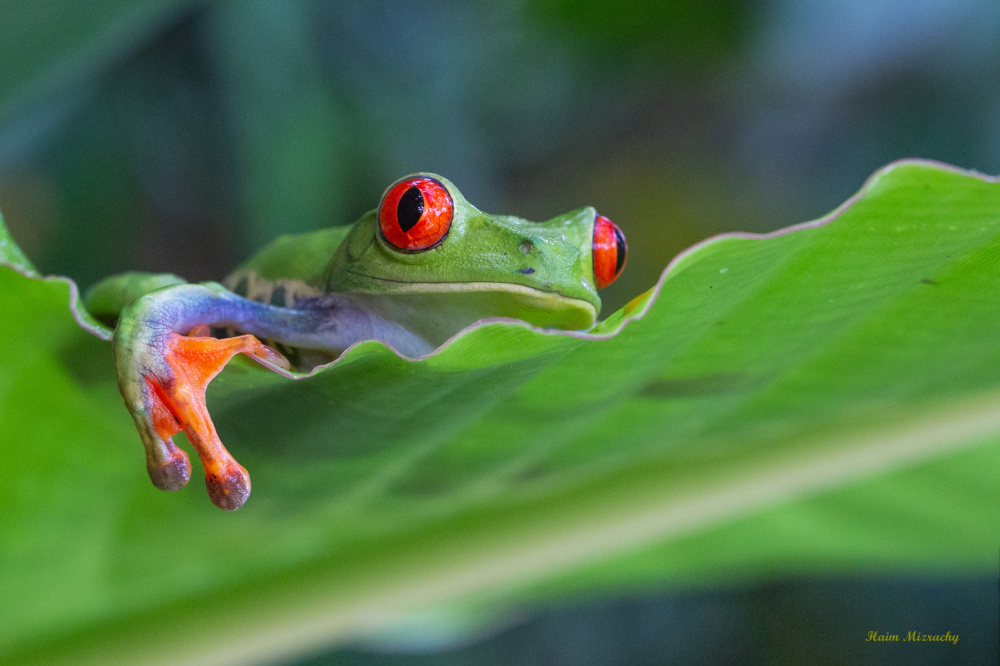 MRS RED EYE von Haim Mizrachy