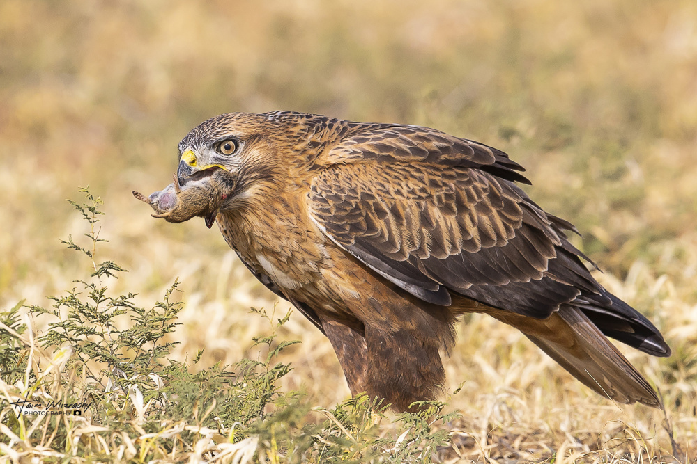 Long-legged buzzard in breafast von Haim Mizrachy