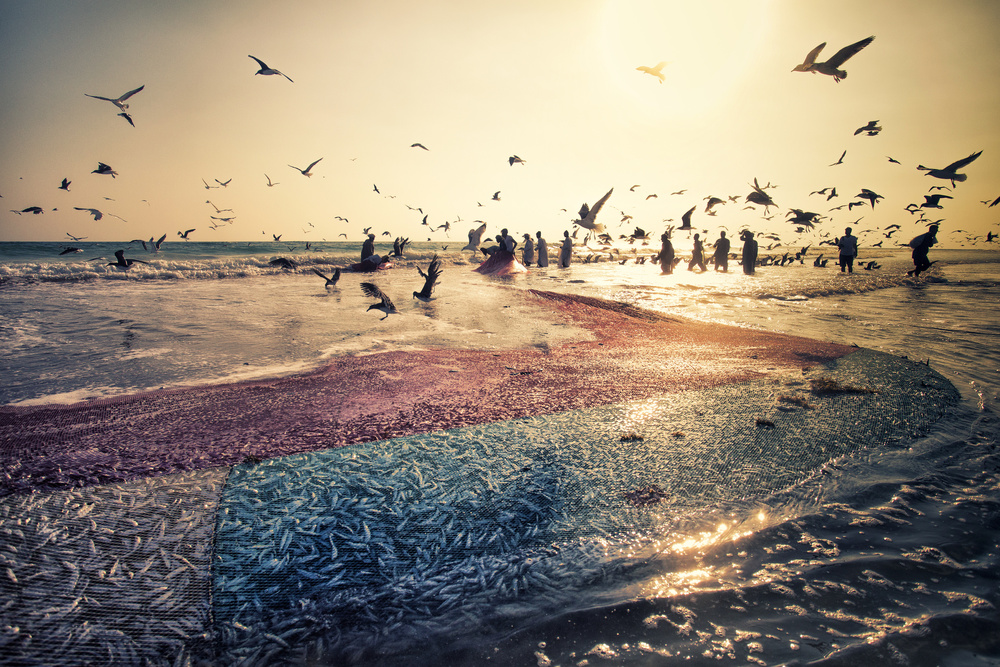 Sardine season von Haitham AL Farsi