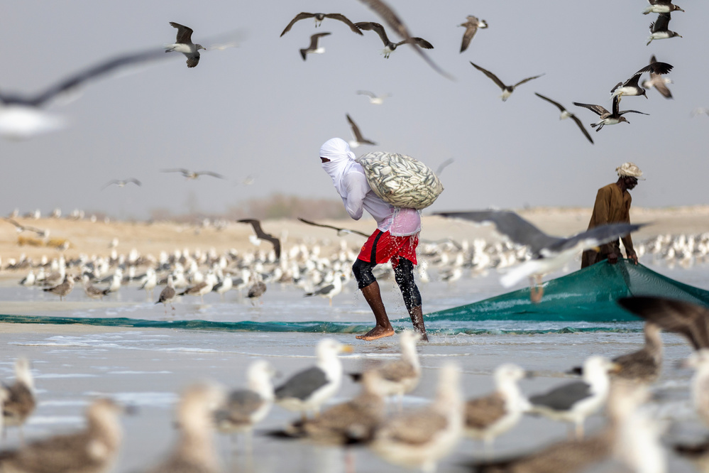 Sardine season von Haitham AL Farsi
