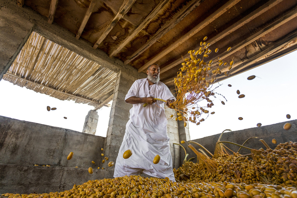 Dates harvest season von Haitham AL Farsi