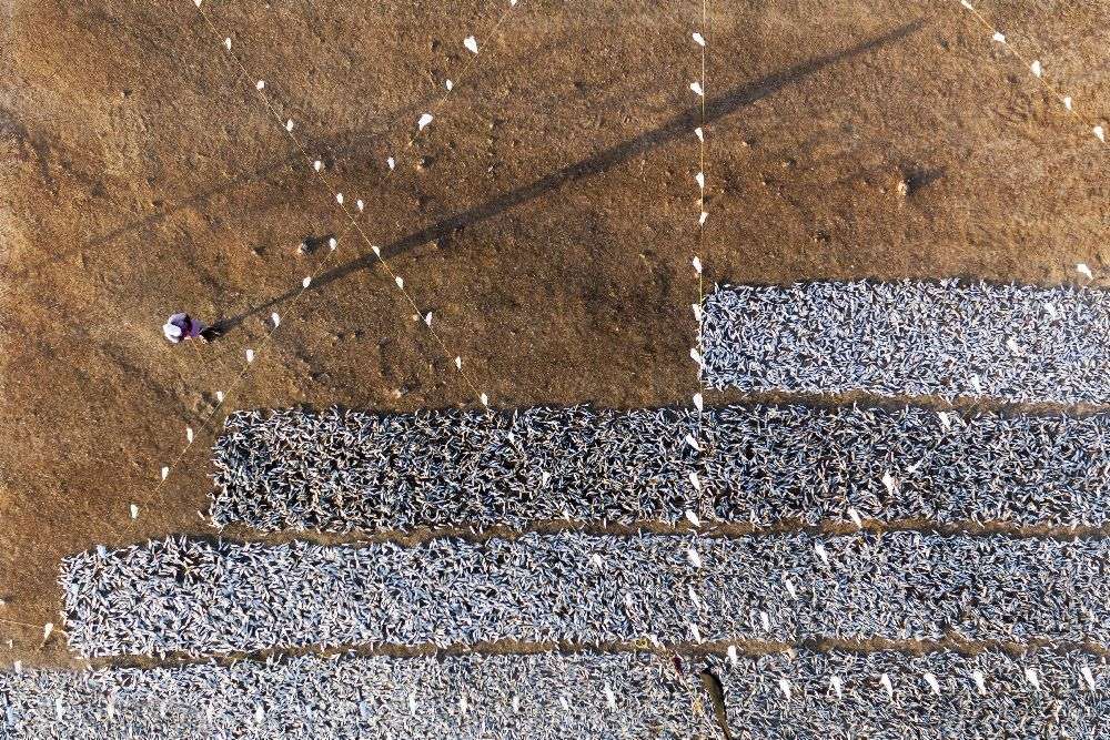 Trocknen von Sardinen von Haitham AL Farsi