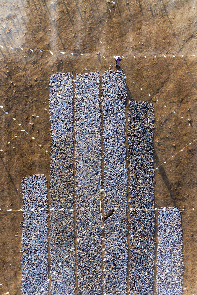 Sardine Drying von Haitham AL Farsi