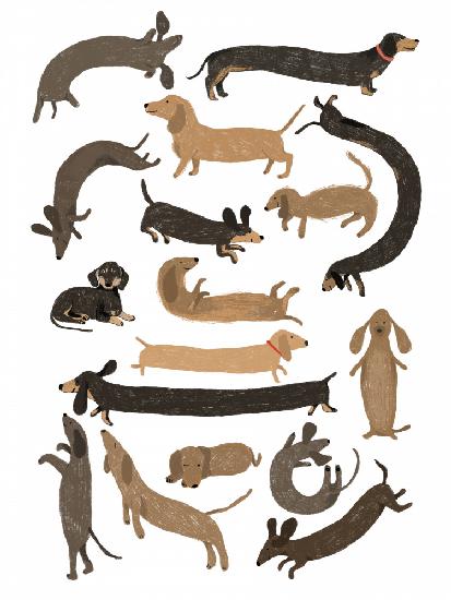Dachshund Print