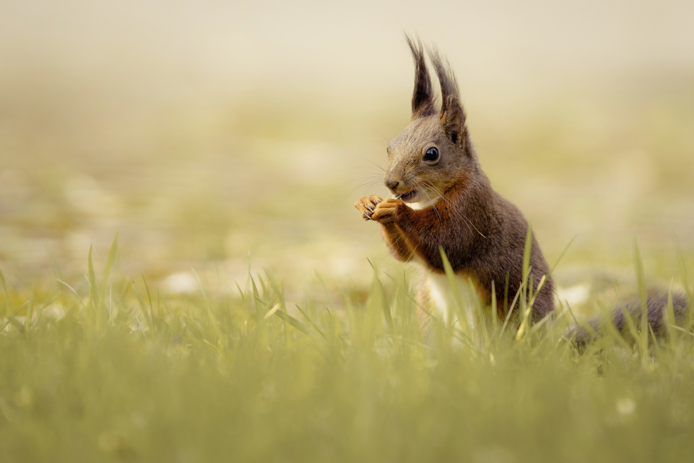 Hungry squirrel von Hannes Bertsch