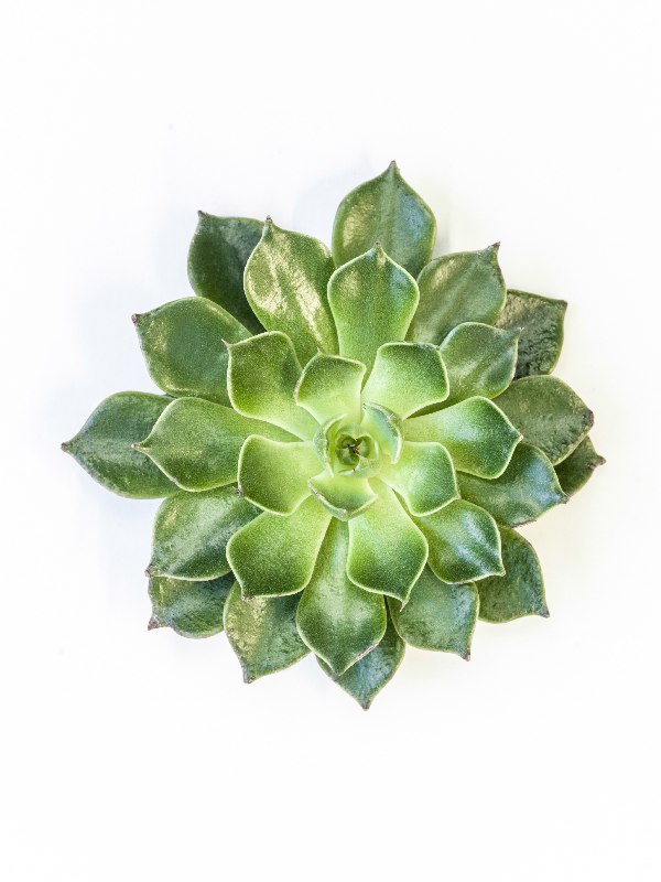 Intensives Grün von Hannes Eichinger