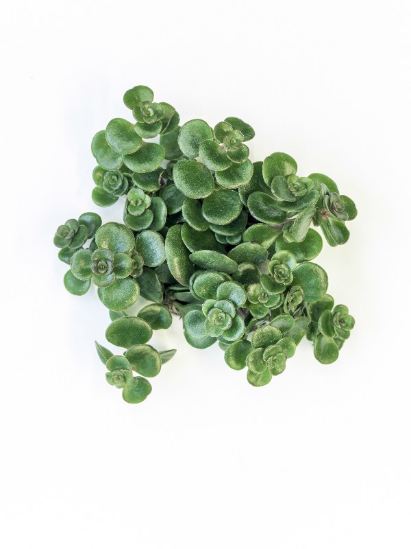 Schöne Wüstenpflanze auf weißem Hintergrund von Hannes Eichinger