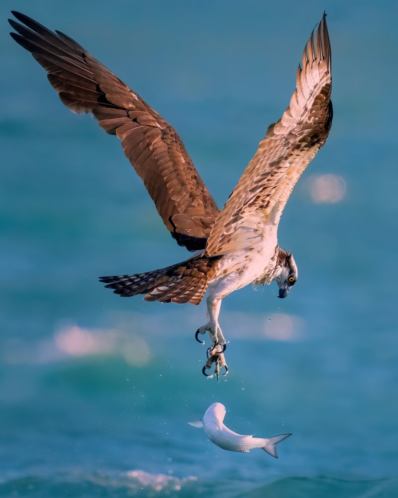 GOT AWAY! von Hanping Xiao