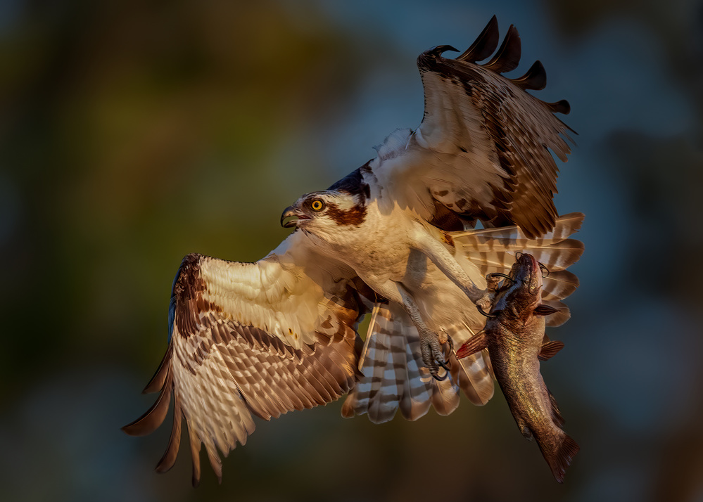 A Big Catch von Hanping Xiao